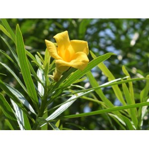 Oleander obyčajný (Nerium oleander) ´MARIE GAMBETTA´ - ŽLTÝ - výška 60-80 cm, kont. C3L (-10/-12°C)
